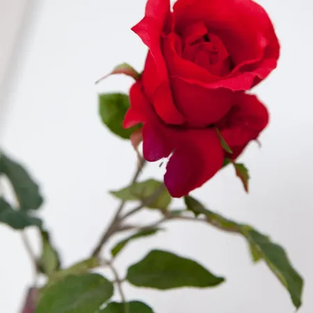 Апартаменты Alba *